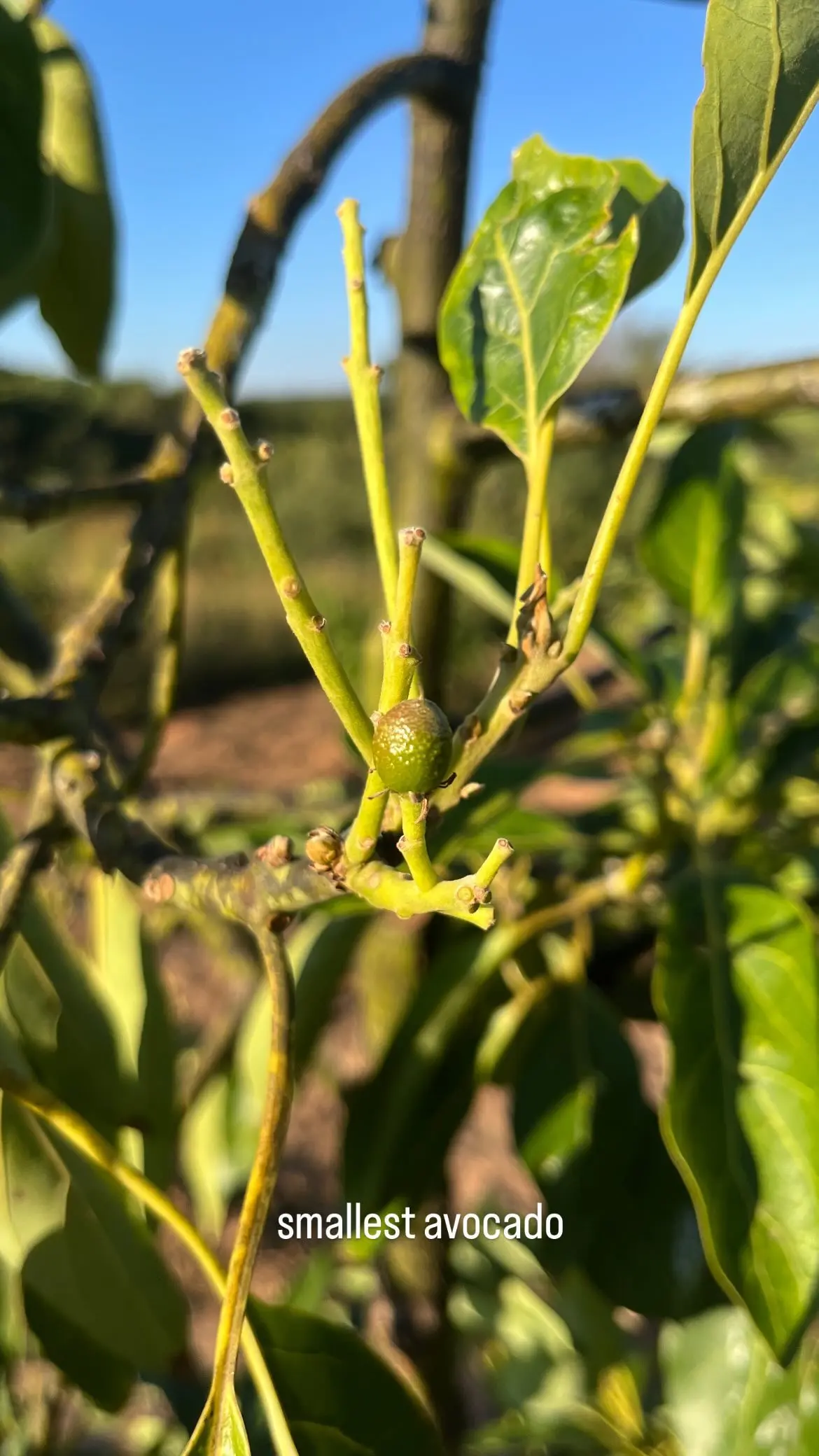 smallest avocado